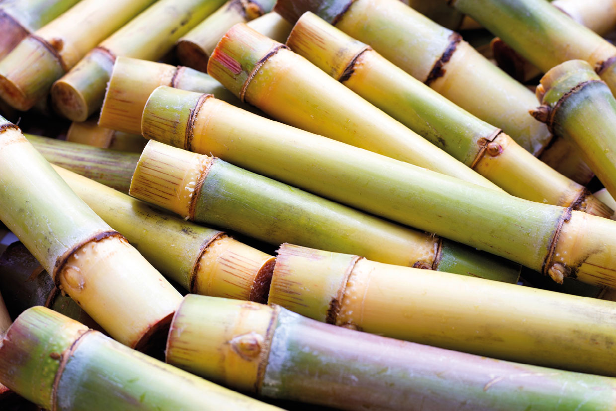 NuLife_footer_sugarcane